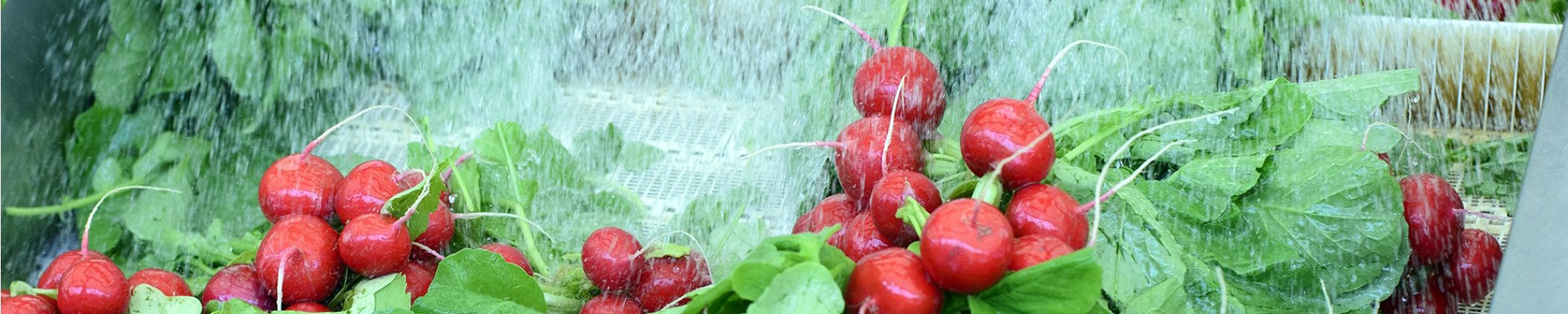 fresh_cut_fruit_and_veg fresh_cut_fruit_and_veg